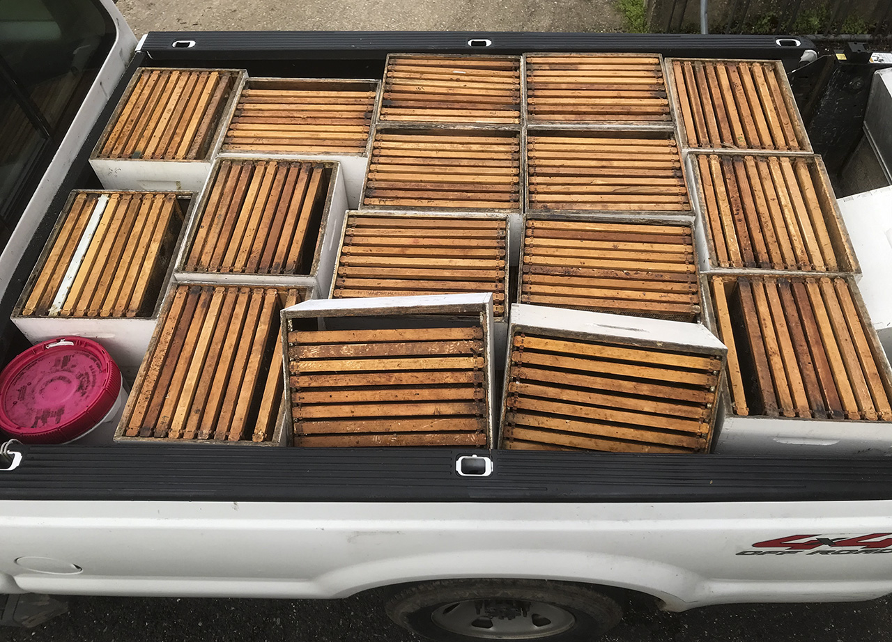 Beehive boxes in a field